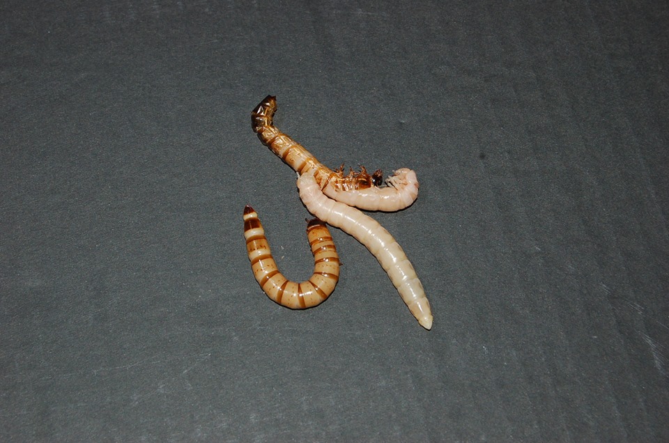 mi-ruwa-mu.jpg