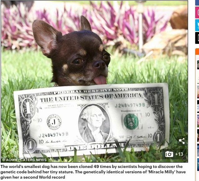 世界で一番クローンされている犬 ミラクル ミリー がヤバすぎる 戦慄のクローンペットビジネス最前線