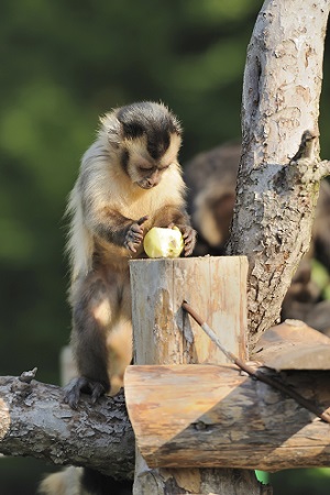 monkey2.jpg