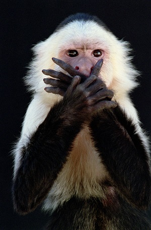monkey3.jpg