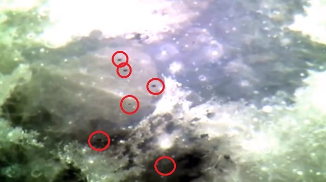 14機のUFO艦隊が月面を横切る瞬間が超ハッキリ撮影される! 「鳥や虫ではない」「月で大きなイベントが起きるのか」の画像2