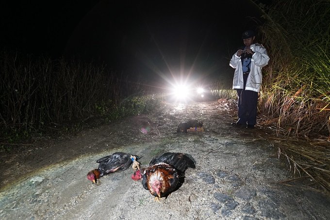 【閲覧注意】目をえぐり、頭に穴、斬首も… 鶏の惨殺体が大量遺棄される異常事態! 沖縄で進行中の凶悪すぎる動物虐待事件に迫る!の画像1