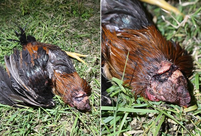 【閲覧注意】目をえぐり、頭に穴、斬首も… 鶏の惨殺体が大量遺棄される異常事態! 沖縄で進行中の凶悪すぎる動物虐待事件に迫る!の画像7