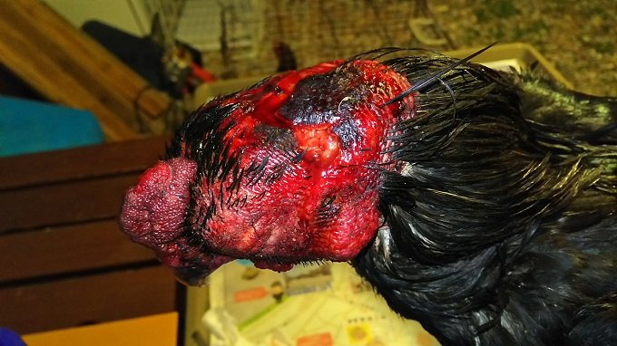 【閲覧注意】目をえぐり、頭に穴、斬首も… 鶏の惨殺体が大量遺棄される異常事態! 沖縄で進行中の凶悪すぎる動物虐待事件に迫る!の画像5