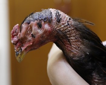 【閲覧注意】目をえぐり、頭に穴、斬首も… 鶏の惨殺体が大量遺棄される異常事態! 沖縄で進行中の凶悪すぎる動物虐待事件に迫る!の画像2