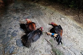 【閲覧注意】目をえぐり、頭に穴、斬首も… 鶏の惨殺体が大量遺棄される異常事態! 沖縄で進行中の凶悪すぎる動物虐待事件に迫る!の画像3