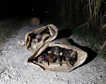 【閲覧注意】目をえぐり、頭に穴、斬首も… 鶏の惨殺体が大量遺棄される異常事態! 沖縄で進行中の凶悪すぎる動物虐待事件に迫る!の画像4
