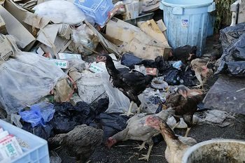 【閲覧注意】目をえぐり、頭に穴、斬首も… 鶏の惨殺体が大量遺棄される異常事態! 沖縄で進行中の凶悪すぎる動物虐待事件に迫る!の画像6