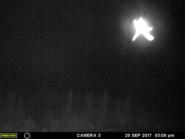 「ヒトデ型の巨大天使」がカナダ上空に出現、激撮される! 強烈に光り輝く謎の物体、触手もクッキリ、UFOか?の画像2