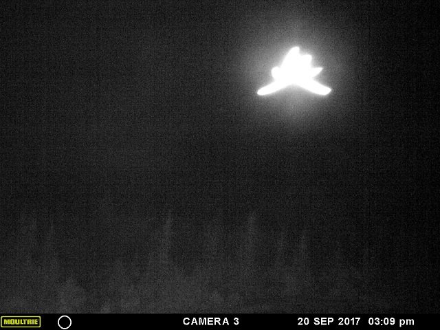 「ヒトデ型の巨大天使」がカナダ上空に出現、激撮される! 強烈に光り輝く謎の物体、触手もクッキリ、UFOか?の画像3