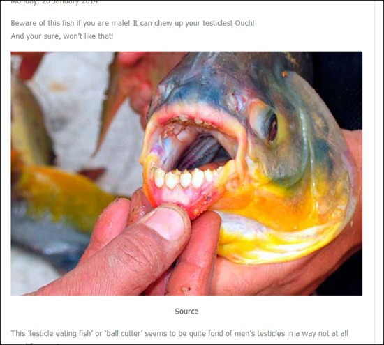 pacu.jpg