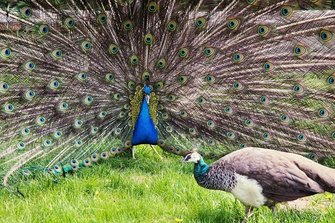 ゲスすぎる「鳥の婚活」は人間にも当てはまる! 獣医「イケメンの鳥はセックスしか頭にない」の画像1