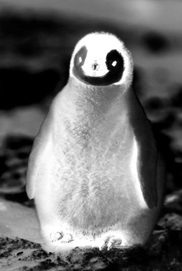 水族館のマスコットの裏の顔！　性的虐待、死体性愛…ペンギンの歪んだ性癖とは？の画像1