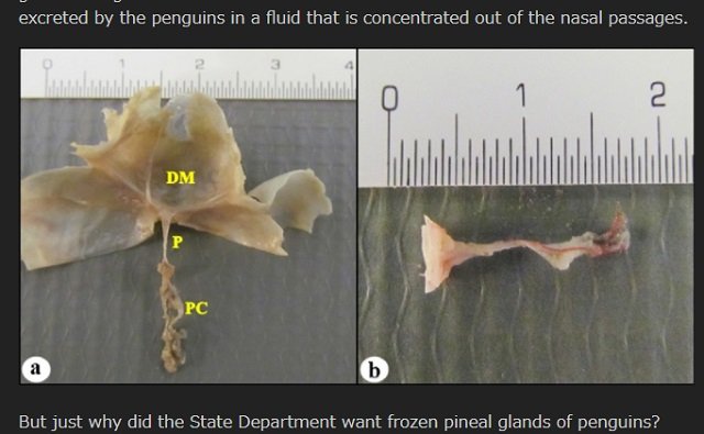 米政府が「氷漬けのペンギンの松果体」を爆買い、ウィキリークスが暴露! 目的は一切不明、理学博士がコメント「超能力研究の可能性」の画像3