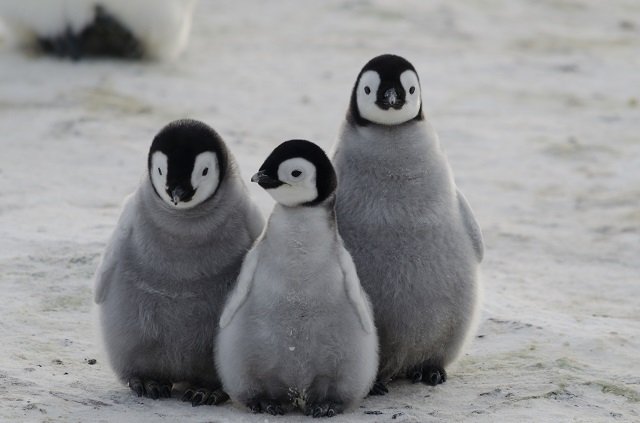 米政府が「氷漬けのペンギンの松果体」を爆買い、ウィキリークスが暴露! 目的は一切不明、理学博士がコメント「超能力研究の可能性」の画像1