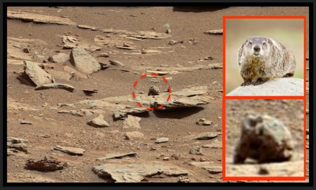 火星の大地にまた「巨大ネズミ」出現? NASA公式画像で判明、地球のネズミより悪そうなネズミの画像2