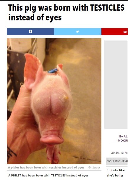 pig0304.jpg