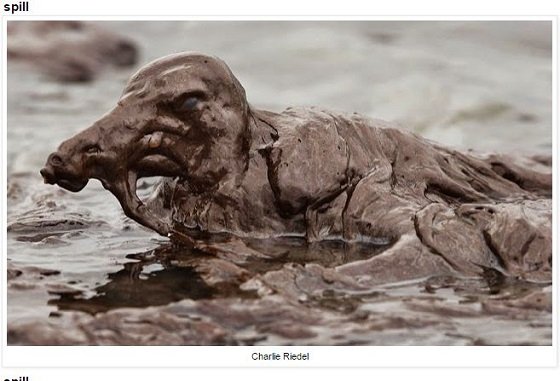 (2ページ目)海に捨てられたゴミで苦しむ動物たちの絶望的姿！ 無言の訴えに涙…ｰトカナ
