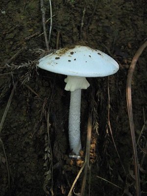 10日間かけてジワジワ死亡…細胞を壊死させる最凶「毒キノコ」はこの2つ!の画像2