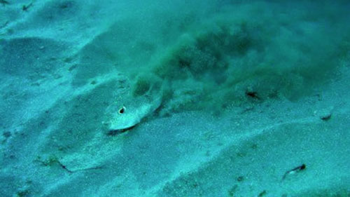 puffer_fish_crop_circle_6.jpg