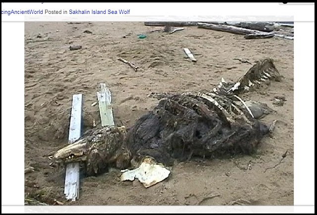 ロシア政府が秘匿する「サハリンモンスター」の謎! 12年経ても特定できない海洋UMAの正体とは?の画像1