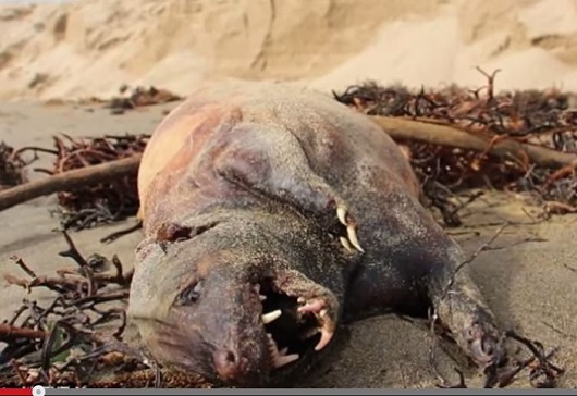 チュパカブラか？ カリフォルニアの浜辺に謎の巨大牙を持った生物の死体が漂着！