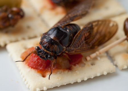 死ぬまでに食べたい美味な虫10! 昆虫食愛好家・ムシモアゼルが厳選!!の画像3