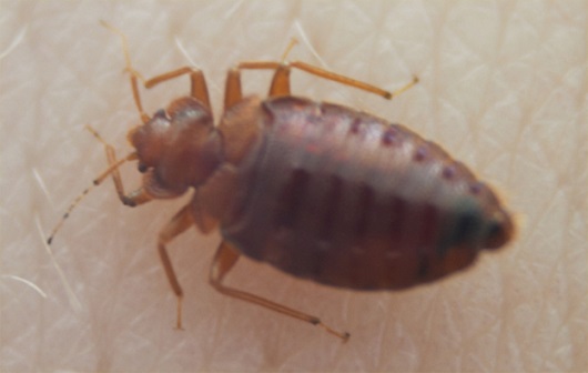 sirami7.jpg