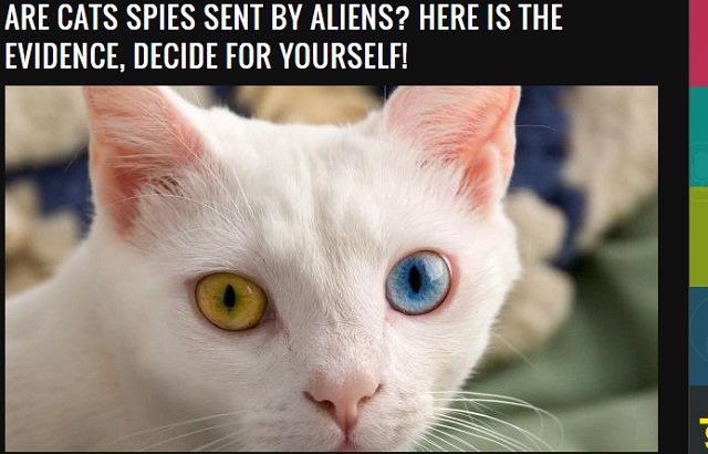 ネコは宇宙人が送り込んだ人類を監視するためのスパイだった!? 専門家「ゴロゴロすら科学的に解明できぬ」の画像1