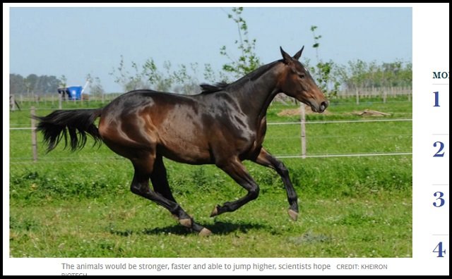 2年後に遺伝子編集された最強の馬「スーパーホース」誕生へ! 爆速で走るだけでなく…競馬界も激変か!?の画像1