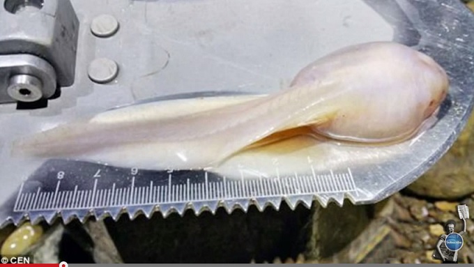 tadpole.jpg