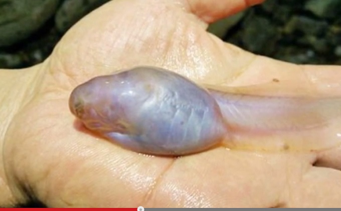 tadpole_3.jpg