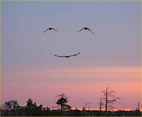three-bird-smiley-face.jpg.jpg