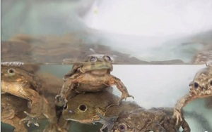 titicacafrog.jpg