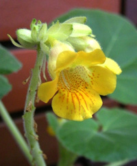 toca-Ibicella-lutea.jpg