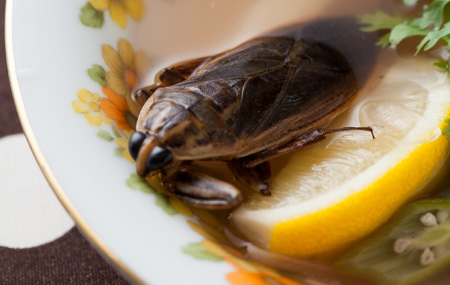 死ぬまでに食べたい美味な虫10! 昆虫食愛好家・ムシモアゼルが厳選!!の画像8