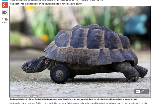 tortoise_3.jpg
