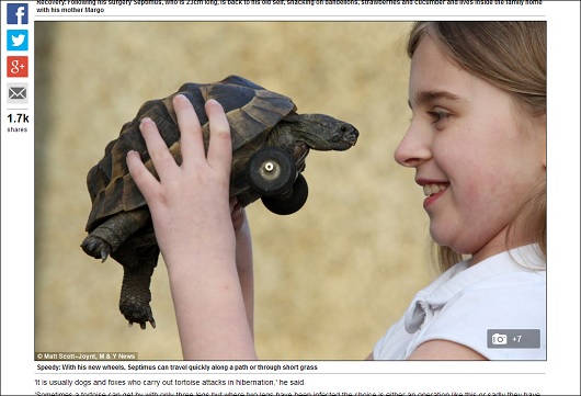 tortoise_4.jpg
