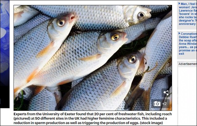 避妊ピルで世界中の魚がトランスジェンダー化! 英オス魚の20%が卵子を保有、日本や米国もヤバイ事態にの画像2