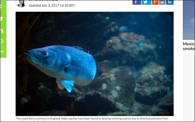 避妊ピルで世界中の魚がトランスジェンダー化! 英オス魚の20%が卵子を保有、日本や米国もヤバイ事態にの画像4