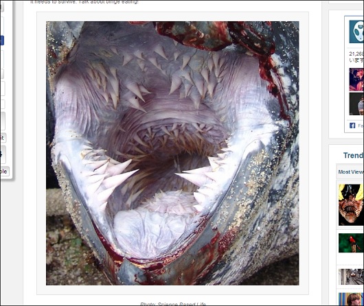 ウミガメの口の中が超グロかった！　一面ぎっしりと生えた「乳頭状突起」!!の画像1