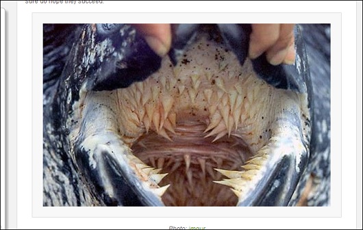 turtle_4.jpg