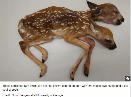 超絶珍しい「双頭鹿」が発見される！ 330年で19例、野生動物の結合双生児を待ち受ける悲しい運命とは!?の画像1