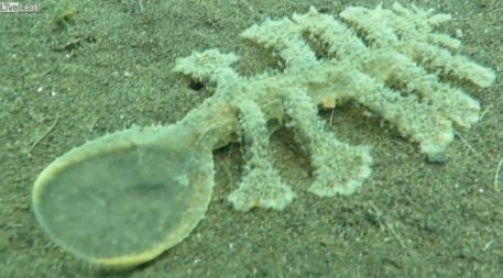 バリ海底でヌルッとしたペニス型イボイボ怪獣が激写される! 正体不明の生物にネット騒然、理学博士も検証!の画像2