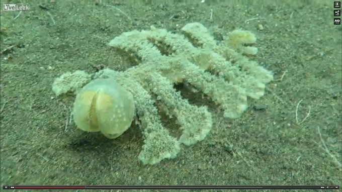 バリ海底でヌルッとした男性器型イボイボ怪獣が激写される! 正体不明の生物にネット騒然、理学博士も検証!の画像1