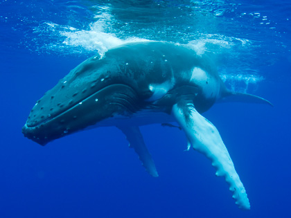 日本の捕鯨禁止の謎 ― なぜ、欧米は理不尽に日本の捕鯨を厳しく取り締まるのか？の画像1