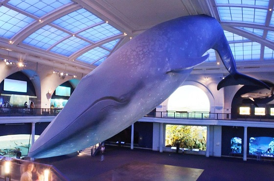 2ページ目 シロナガスクジラの心臓の実物大模型に畏怖の念を抱く ニュージーランドｰトカナ
