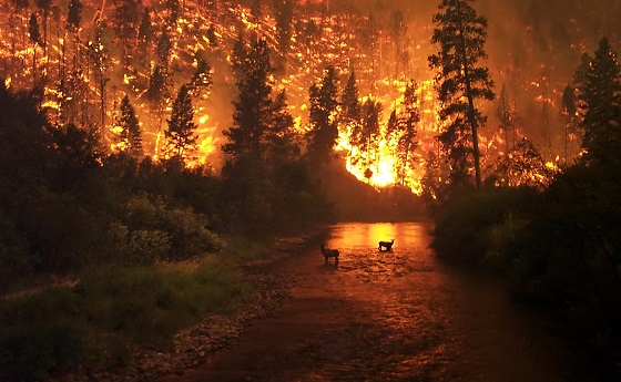 森林火災が地球を冷却する 火災と温暖化の意外過ぎる関係とは
