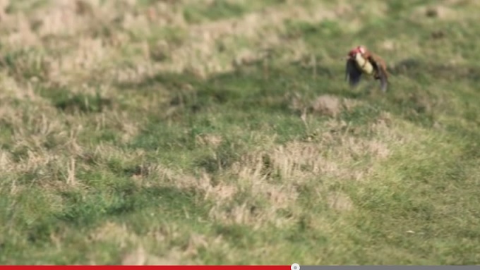 woodpecker_2.jpg