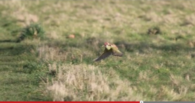 woodpecker_3.jpg